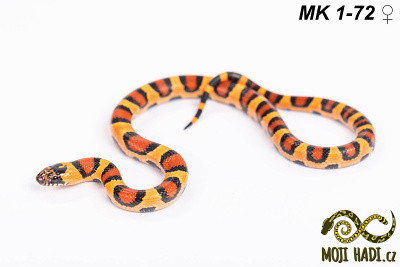 hadi na prodej, mládě, český chov hadů, odchov hadů, mojihadi.cz, Lampropeltis, mexcampb, magmaking, lampropeltis hybrid, lampropeltis mexicana, lampropeltis triangulum campbelli, special snakes, Mexican Kingsnake, Pueblan Milksnake, korálovka